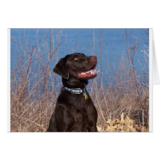Chocolate Lab Cards