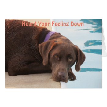 Chocolate Lab Care & Concern Card by Sidelinedesigns at Zazzle