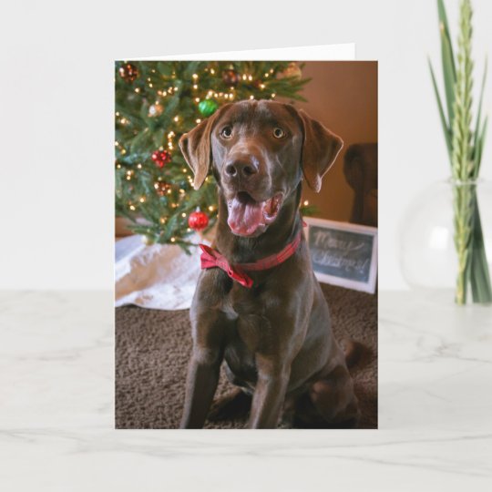 chocolate lab christmas pillow