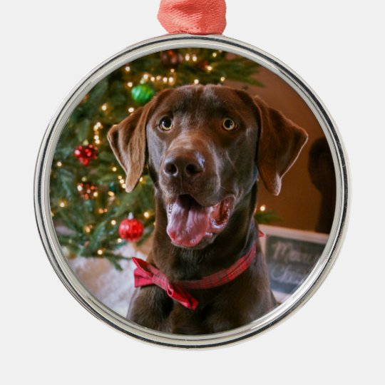 Chocolate Lab Christmas Ornament 