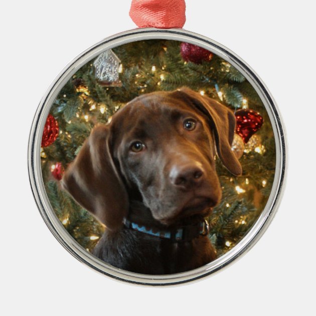 chocolate lab ornament