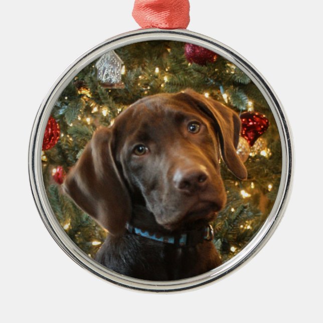 Chocolate Lab Christmas Ornament (Front)