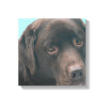 Chocolate Lab Dog Canvas Print