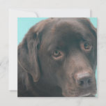 Chocolate Lab Dog Invitations