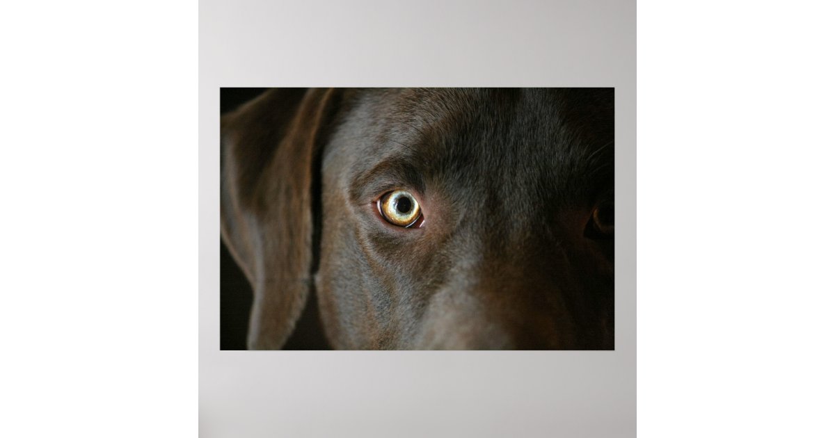 Chocolate Lab Eyes Poster Zazzle