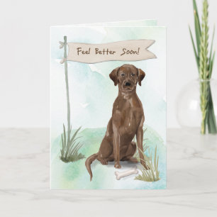 Chocolate Lab Feel Better After Surgery with Dog Card