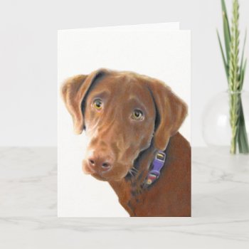 Chocolate Lab Greeting Card  Dog Card  Retriever Card by tracyreinhARdT at Zazzle