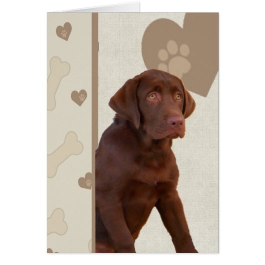 Chocolate Lab Has Hearts Cards (Front)