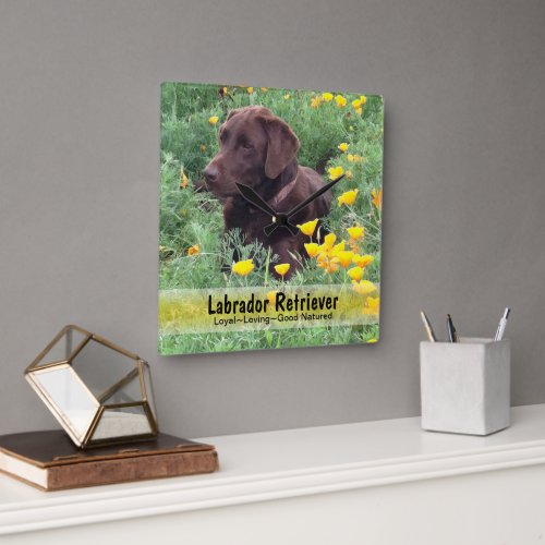 Chocolate Lab in A CaliforniPoppy Patch Square Wall Clock