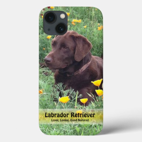 Chocolate Lab in California Poppy Patch iPhone 13 Case