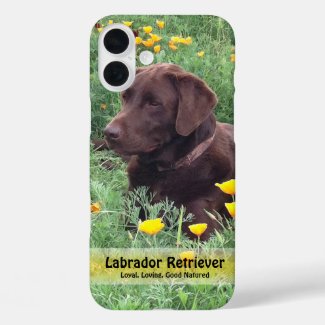 Chocolate Lab in California Poppy Patch