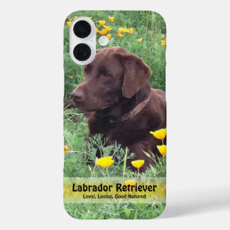 Chocolate Lab in California Poppy Patch iPhone 16 Plus Case