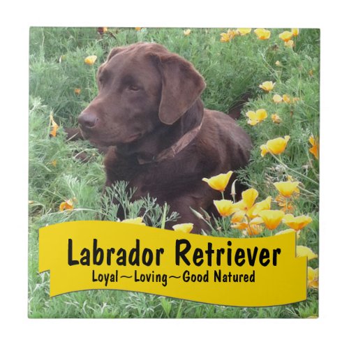 Chocolate Lab in California Poppy Patch Ceramic Tile