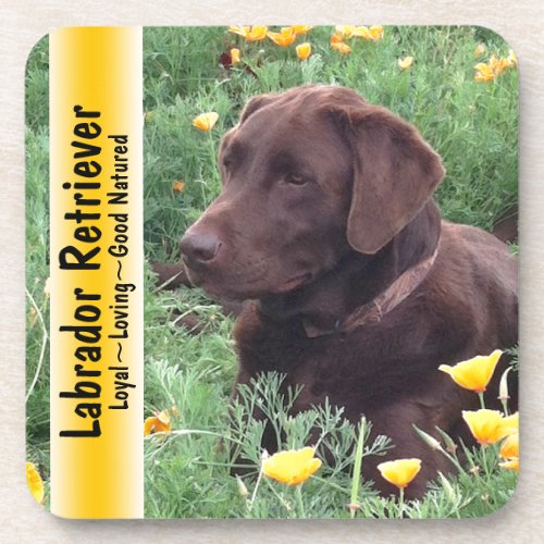 Chocolate Lab in California Poppy Patch Coaster