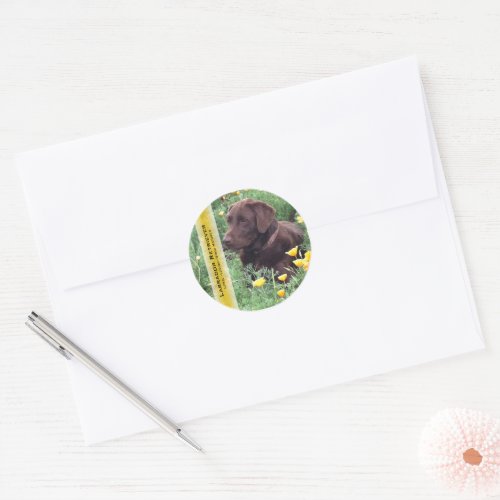 Chocolate Lab in California Poppy Patch Custom Classic Round Sticker