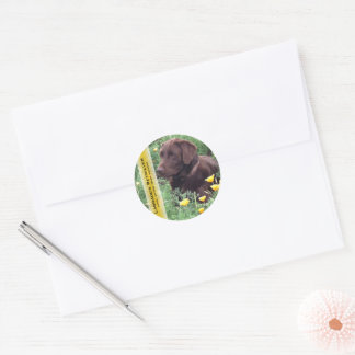 Chocolate Lab in California Poppy Patch Custom Classic Round Sticker