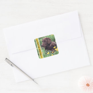 Chocolate Lab in California Poppy Patch Custom Square Sticker
