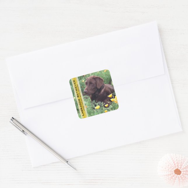 Chocolate Lab in California Poppy Patch Custom Square Sticker (Envelope)