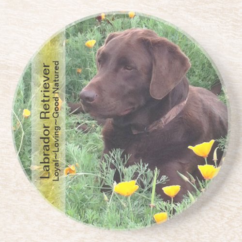 Chocolate Lab in California Poppy Patch Drink Coaster