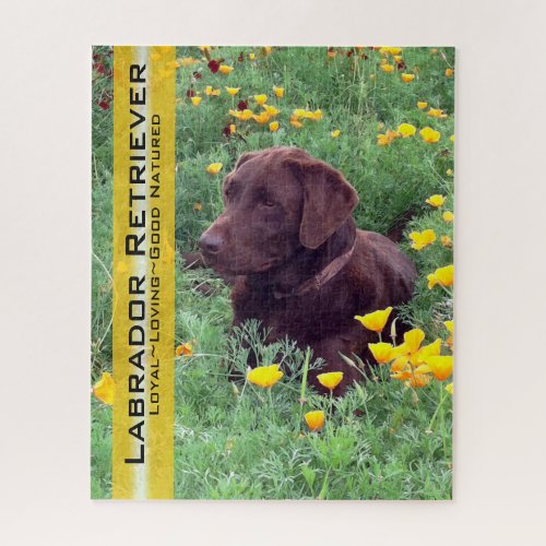 Chocolate Lab in California Poppy Patch Jigsaw Puzzle