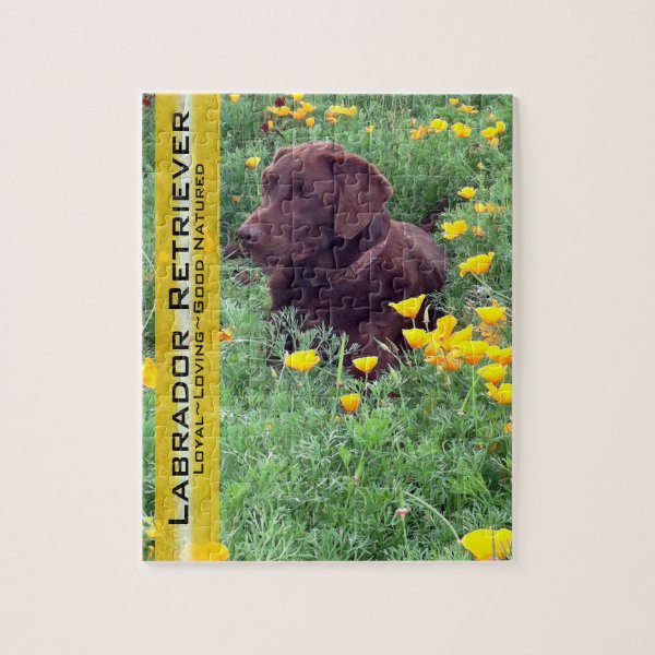 Chocolate Lab in California Poppy Patch