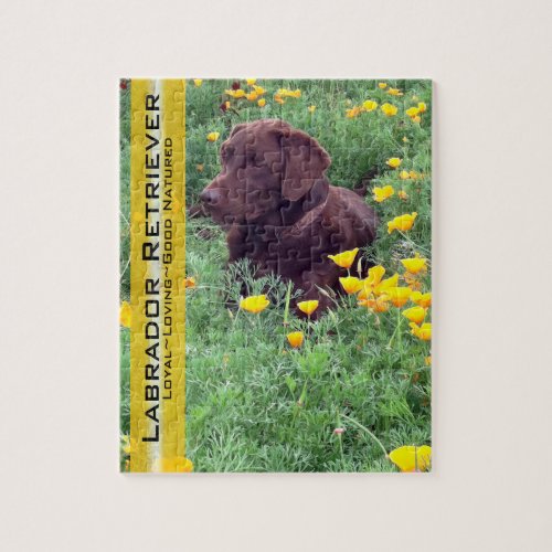 Chocolate Lab in California Poppy Patch Jigsaw Puzzle