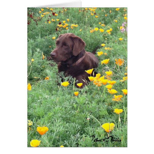 Chocolate Lab In California Poppy Patch Photograph