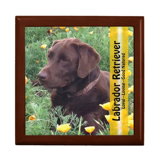 Chocolate Lab in California Poppy Patch Photograph Keepsake Box (Front)