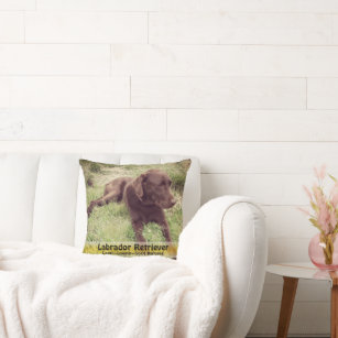 Chocolate Lab in California Poppy Patch Photograph Throw Pillow