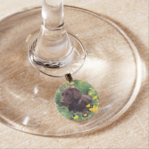 Chocolate Lab In California Poppy Patch Photograph Wine Glass Charm