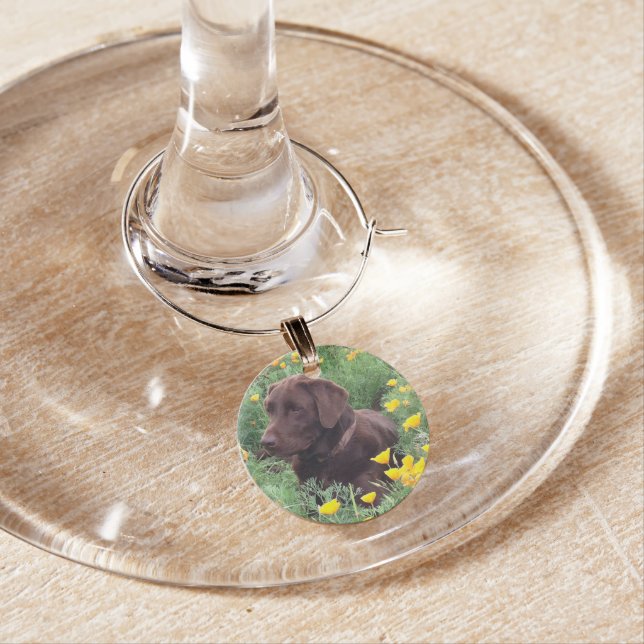Chocolate Lab In California Poppy Patch Photograph Wine Glass Charm (In Situ)