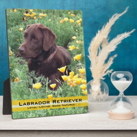 Chocolate Lab in California Poppy Patch