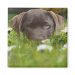 Chocolate Lab in Daisies Magnet