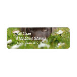 Chocolate Lab in Daisies  Mailing Labels