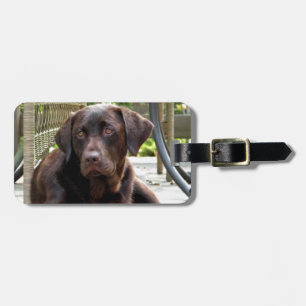 Chocolate Lab Luggage Tag