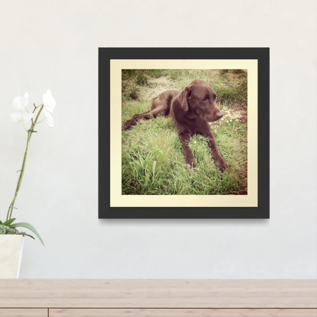 Chocolate Lab Lying In Grass Photograph Framed Art (Entryway)