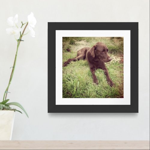 Chocolate Lab Lying In Grass Photograph Framed Art