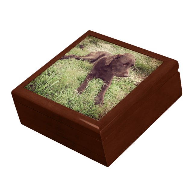 Chocolate Lab Lying In Grass Photograph Keepsake Box (Side)