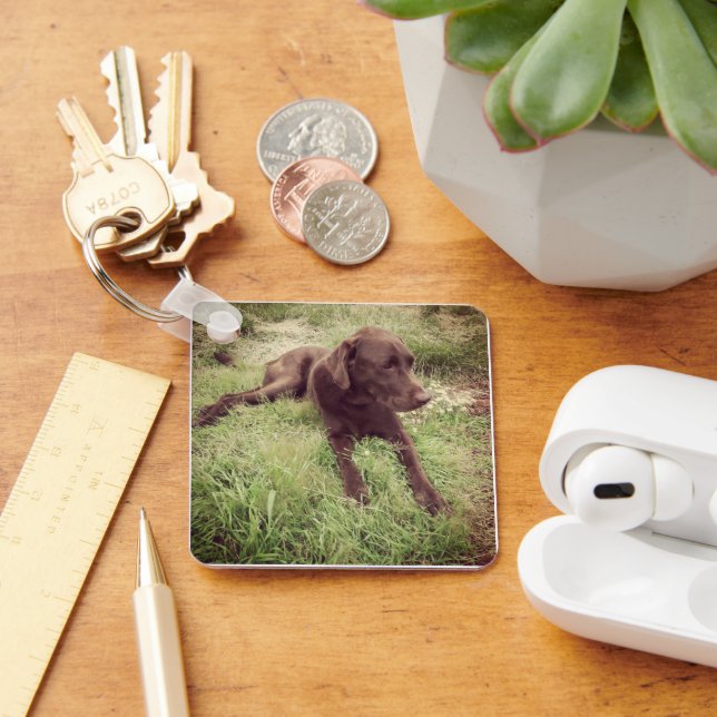 Chocolate Lab Lying In Grass Photograph Keychain (Desk)
