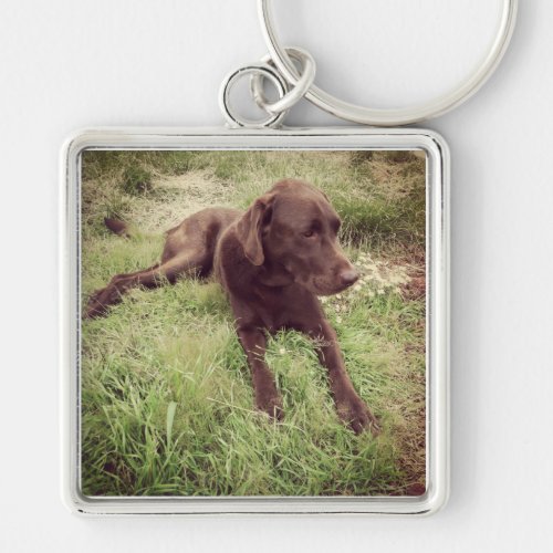 Chocolate Lab Lying In Grass Photograph Keychain