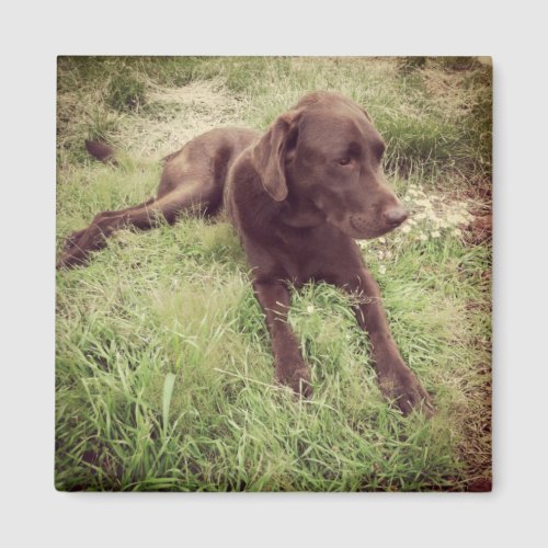 Chocolate Lab Lying In Grass Photograph Magnet