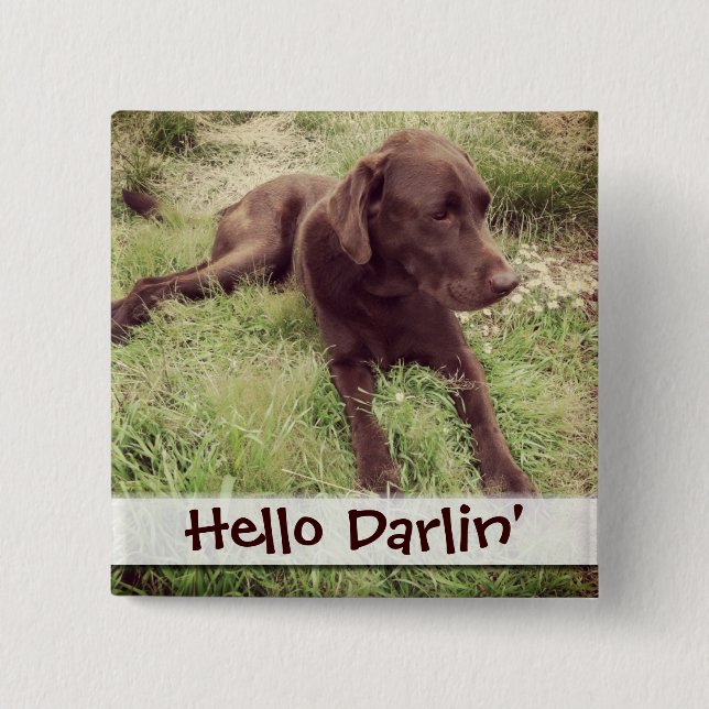 Chocolate Lab Lying In Grass Photograph Pinback Button (Front)