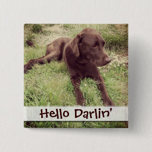 Chocolate Lab Lying In Grass Photograph Pinback Button