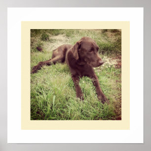 Chocolate Lab Lying In Grass Photograph Poster