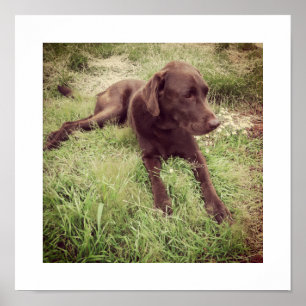Chocolate Lab Lying In Grass Photograph Poster