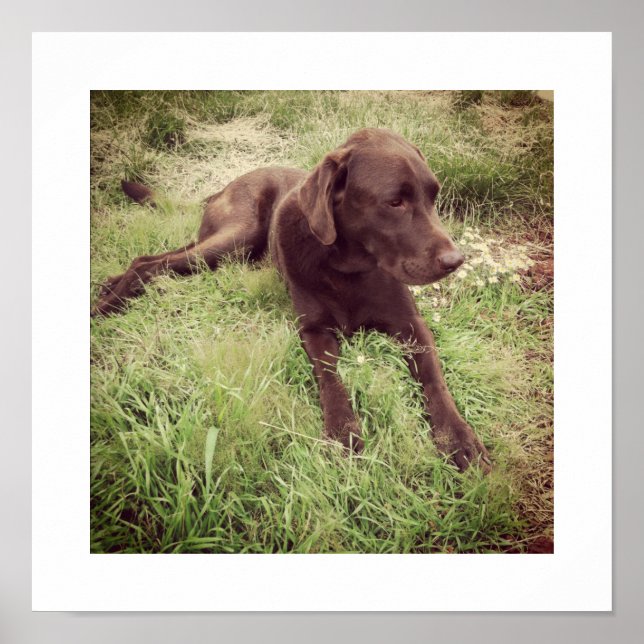 Chocolate Lab Lying In Grass Photograph Poster (Front)