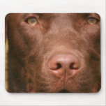 Chocolate Lab Mouse Pad
