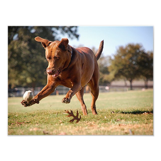 Chocolate Lab Pit Mix Dog Chasing Ball Photo Print (Front)