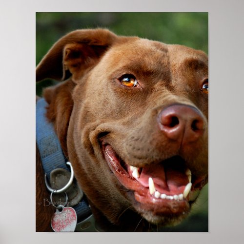 Chocolate Lab Pit Mix Dog Happy Smile Poster