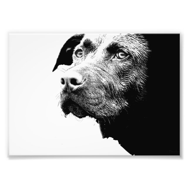 Chocolate Lab Pit Mix Dog in Black and White Photo Print (Front)